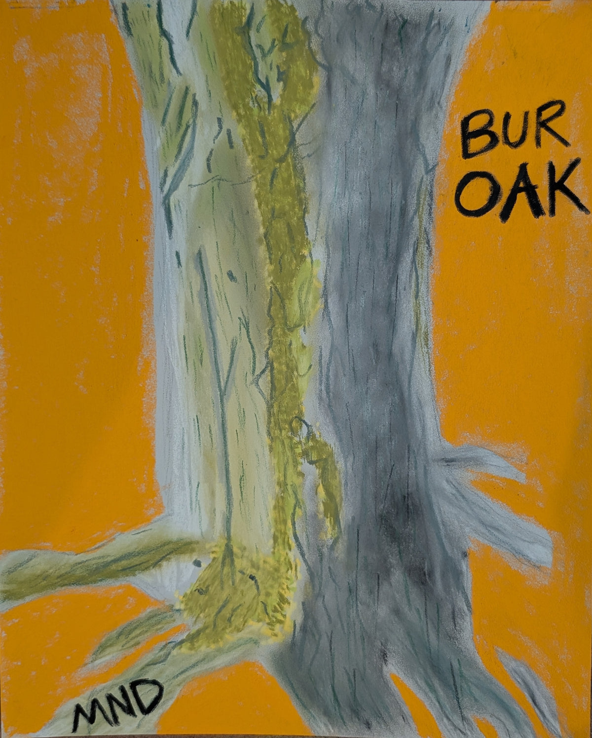 Bur Oak Archival Matte Paper Print 9.5"x12"